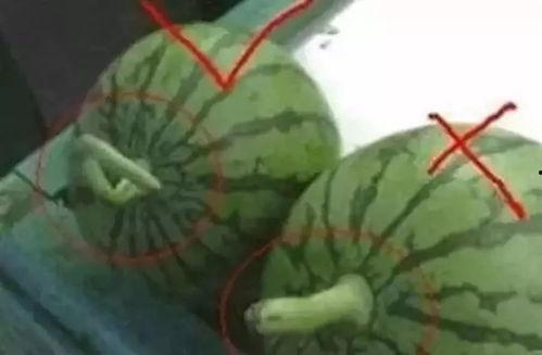 吃瓜群众怎么起名字好听,吃瓜群众如何起一个响亮好听的网名