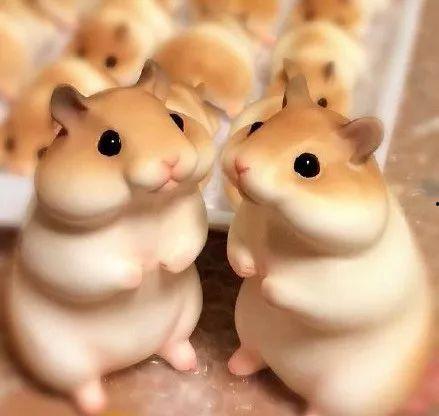 吃瓜群众仓鼠粮,营养与美味的完美结合