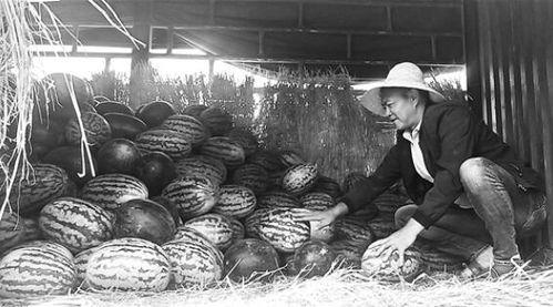 东湖塘吃瓜群众事件视频,一场网络视频引发的全民热议