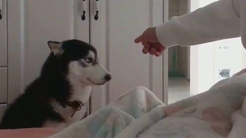 白眼二哈吃瓜群众,揭秘网络热议背后的真相